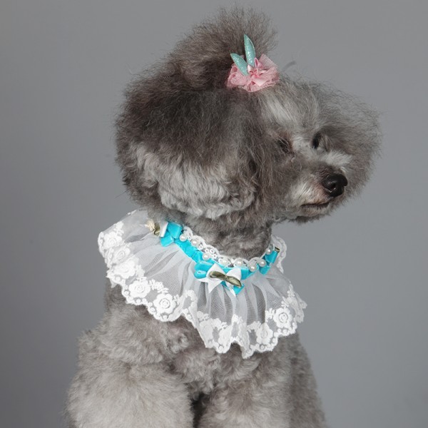 Fancy Collar white white lace and velvet -Blue (medium )