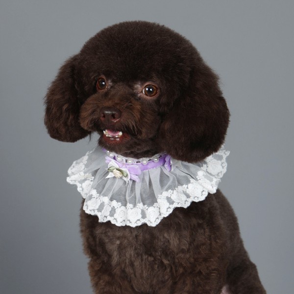 Fancy Collar with white lace and velvet -Purple (small)