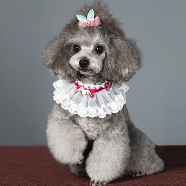 Fancy Collar with white Lace and velvet - Pink (Exta-Small)